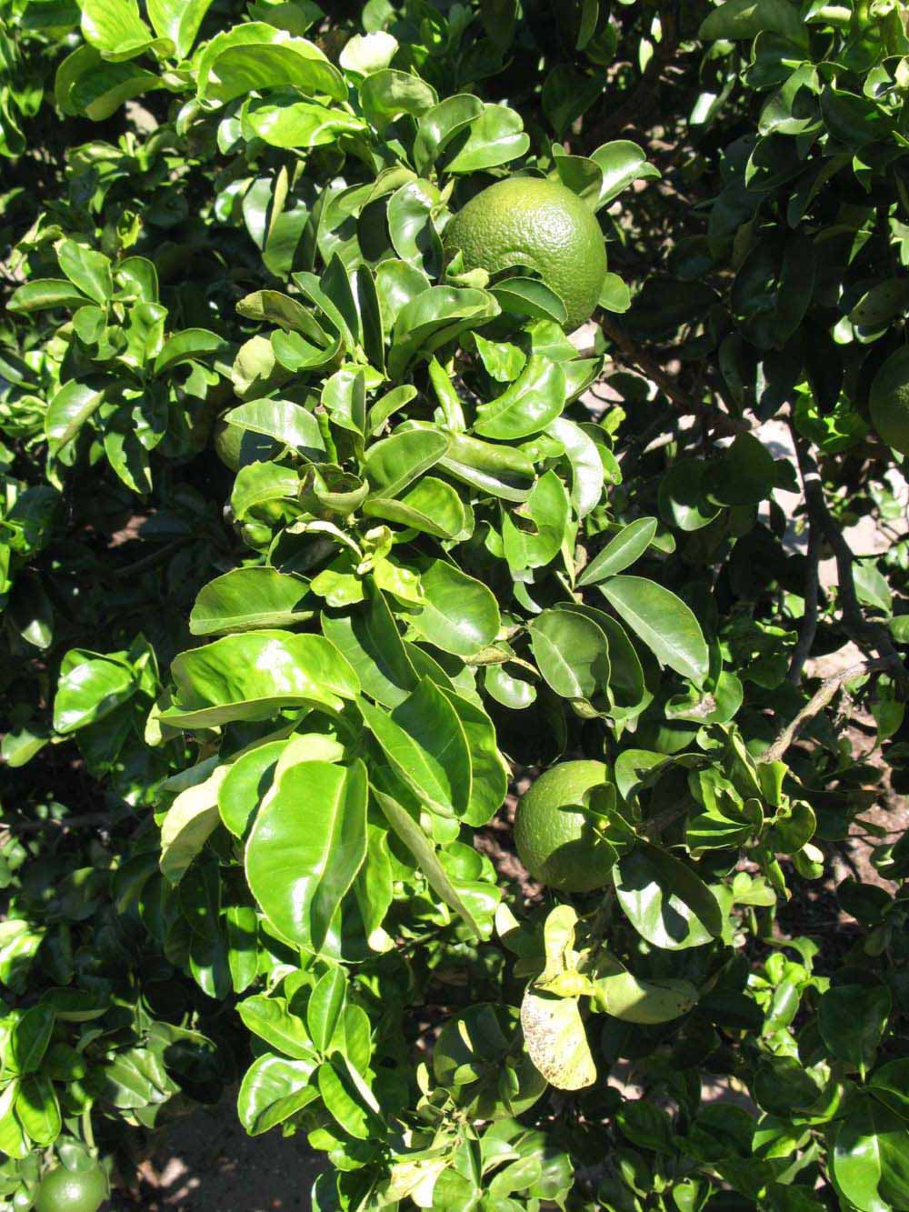              Sun leaves (Bouquet de Fleurs, Winter Haven, FL)       